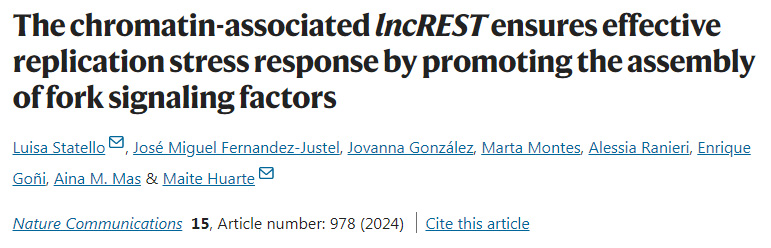 染色質(zhì)相關(guān)的lncREST通過促進分叉信號因子的組裝來確保有效的復(fù)制應(yīng)激反應(yīng)