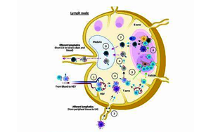 接種疫苗反應(yīng)低為何與睡眠時(shí)間短相關(guān)？研究揭示睡眠刺激免疫系統(tǒng)的分子機(jī)制