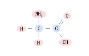 甘氨酸-小身體，有大能量