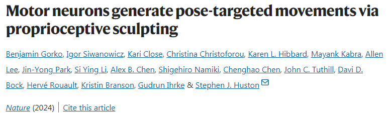 運(yùn)動(dòng)神經(jīng)元通過本體感覺產(chǎn)生姿勢(shì)定向運(yùn)動(dòng)
