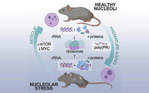 Cell子刊開辟衰老研究新方向：“垃圾蛋白”的積累被認(rèn)為是衰老的關(guān)鍵原因