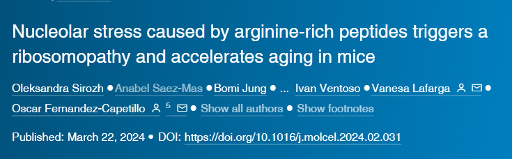 由含較多精氨酸片段的多肽導(dǎo)致的核應(yīng)激會觸發(fā)小鼠核糖體病變并加速其衰老