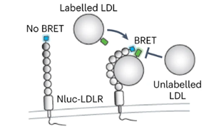 《Nature Microbiology》出血熱病毒如何進(jìn)入人體細(xì)胞？