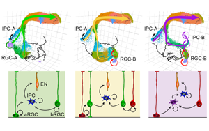 新研究發(fā)現(xiàn)產(chǎn)生神經(jīng)元有幾種不同的途徑