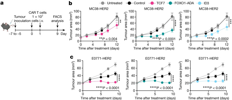 皮質(zhì)區(qū)域和發(fā)育階段GZs的細(xì)胞組成相似
