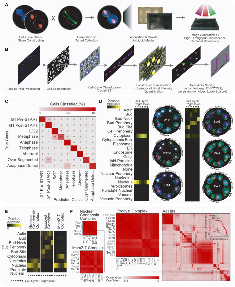 一種用于量化活細胞時空蛋白質(zhì)組動力學(xué)的高含量篩選通路