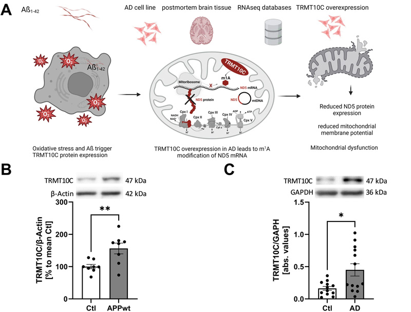 TRMT10C蛋白和mRNA水平在AD細胞和動物模型以及AD患者的皮層樣本中增加