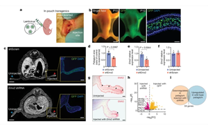 Nature：就是這個(gè)基因讓豬都能飛起來了