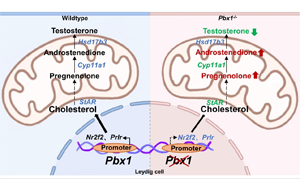 轉(zhuǎn)錄因子PBX1在調(diào)控間質(zhì)細(xì)胞分化和精子發(fā)生中的關(guān)鍵作用