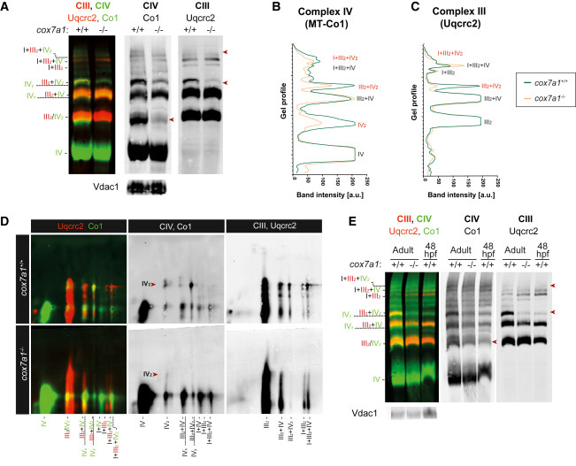 Cox7a1穩(wěn)定復合物IV的二聚化