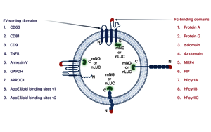 Nature子刊：利用細胞外囊泡實現(xiàn)精準藥物遞送