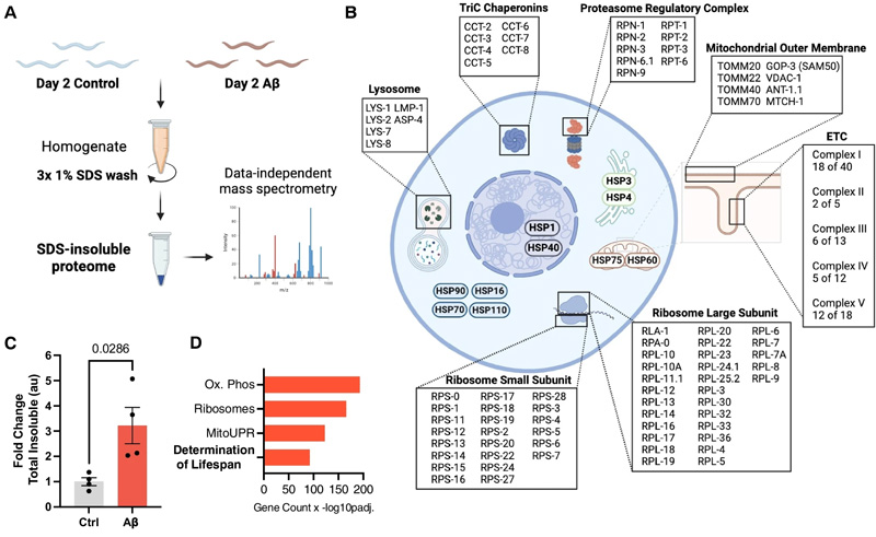 β淀粉樣蛋白驅(qū)動(dòng)蛋白質(zhì)組全蛋白質(zhì)的不溶性，類(lèi)似于正常衰老