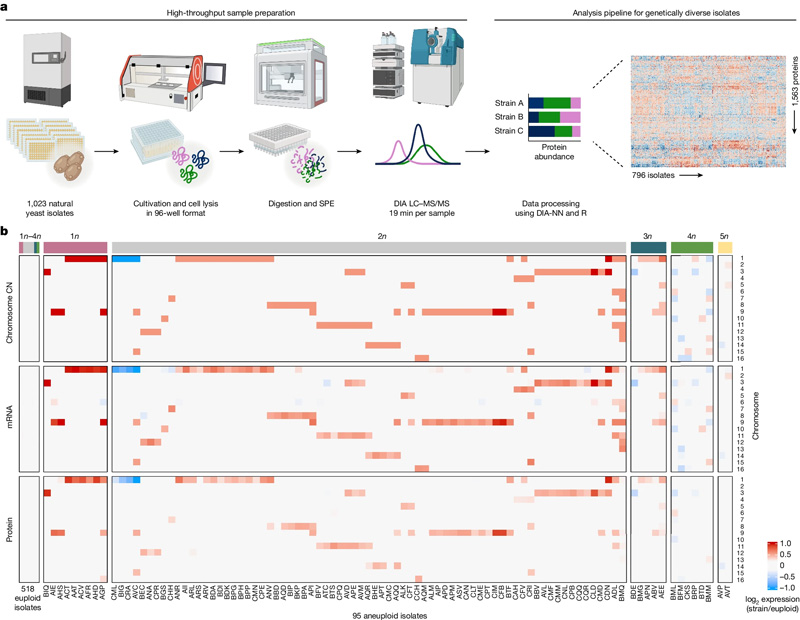 高通量蛋白質(zhì)組學(xué)管道和跨組學(xué)數(shù)據(jù)集的組裝，用于研究天然酵母分離物中的非整倍體