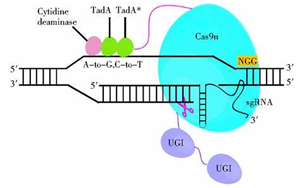 Nature Biotechnology：一種新的基因編輯系統(tǒng)可以治療復雜的疾病
