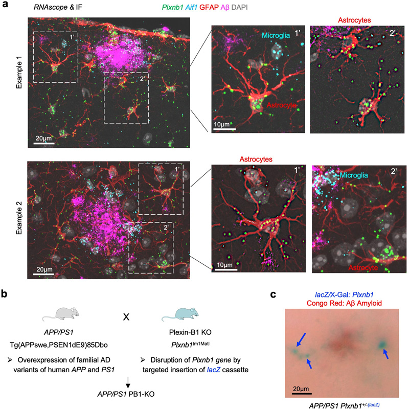 Plexin-B1在APP/PS1小鼠AD模型的斑塊周圍星形膠質(zhì)細胞中上調(diào)