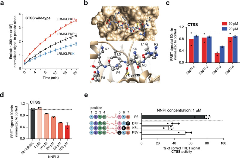 針對(duì)CTSS或CTSB的NNPI的設(shè)計(jì)和開發(fā)