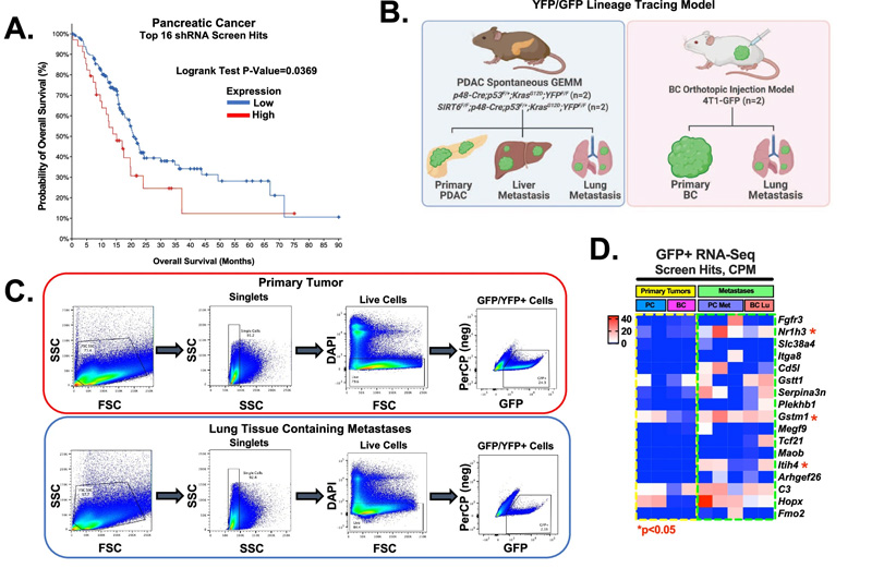 shRNA篩選命中的功能驗(yàn)證，包括轉(zhuǎn)移細(xì)胞中的Gstt1