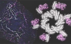Cell：精準的蛋白質得以修復受損的心臟和腎臟