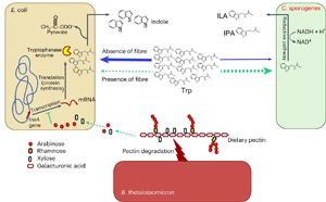 Nature子刊：膳食纖維促進腸道細菌對有益氨基酸的轉化