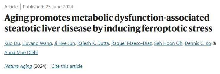 衰老通過誘導(dǎo)脫鐵應(yīng)激促進代謝功能障礙相關(guān)脂肪變性肝病