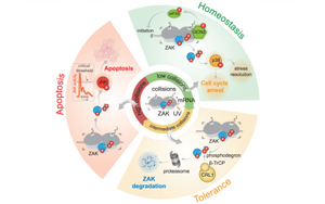 核糖體和ZAK蛋白刺激細胞對紫外線輻射損傷的初始反應