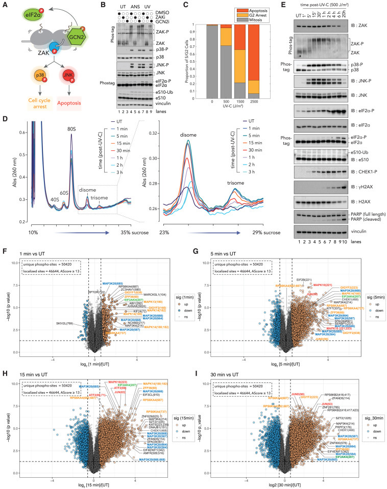 嗎啡導(dǎo)致GSNOR水平下調(diào)，促進(jìn)PKCα的S-蛋白亞硝基化，抑制其激酶活性，從而促進(jìn)嗎啡鎮(zhèn)痛耐受行為