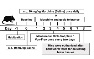 S-亞硝基化谷胱甘肽還原酶（GSNOR）調控嗎啡鎮(zhèn)痛耐受的分子機制