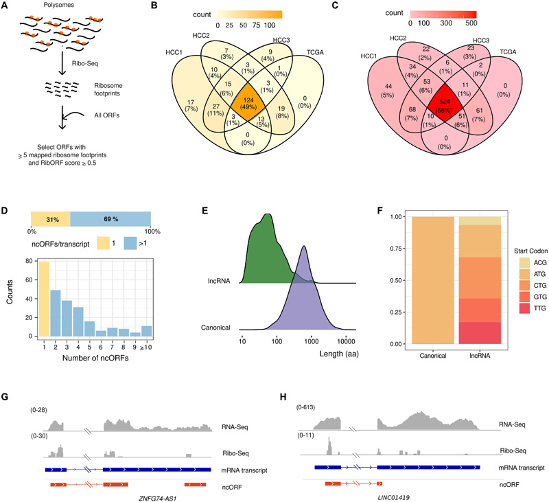 腫瘤表達(dá)lncRNAs中ncORFs的翻譯