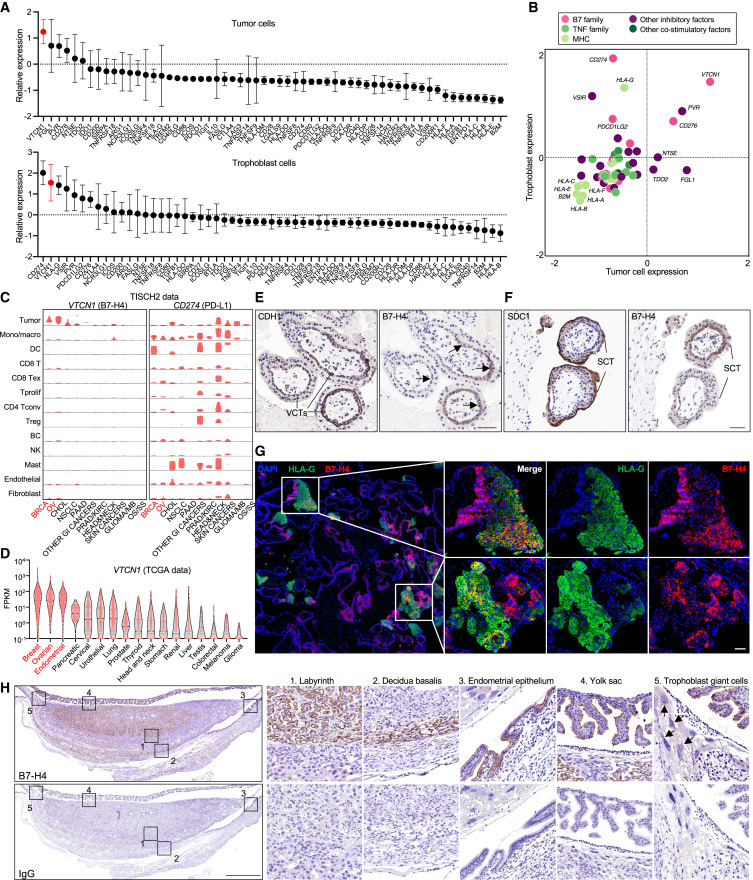B7-H4是一種癌胚免疫耐受檢查點(diǎn)