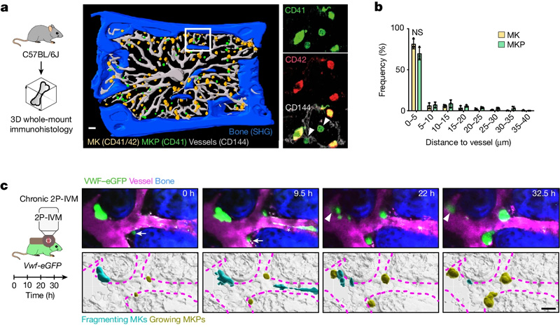 血小板生成和巨核生成的時空協調