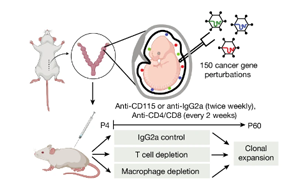 Nature：獨特的基因程序驅(qū)動癌癥的發(fā)展
