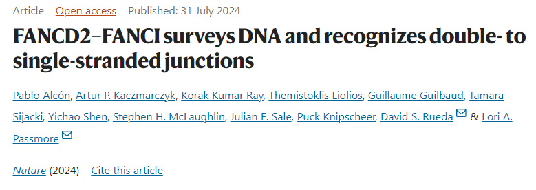 FANCD2-FANCI調查DNA并識別雙鏈至單鏈連接