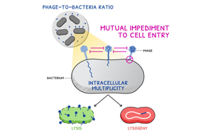 《Current Biology》廣為人知的噬菌體感染又有新發(fā)現(xiàn)