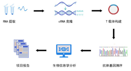 噬菌體展示技術(shù)路線