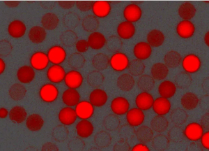 紅色羧基聚苯乙烯微球，粒徑300nm，4%固含量