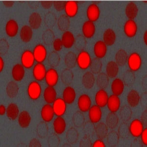 紅色羧基聚苯乙烯微球，粒徑300nm，4%固含量